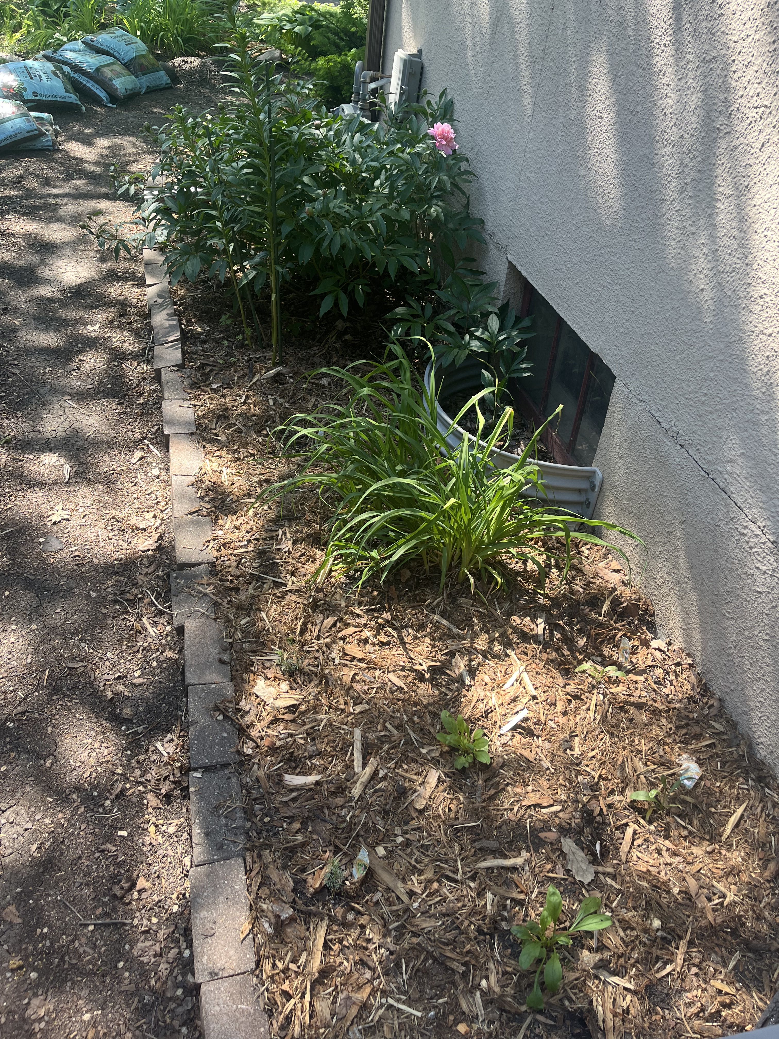 Another section of freshly planted Minnesota native plants